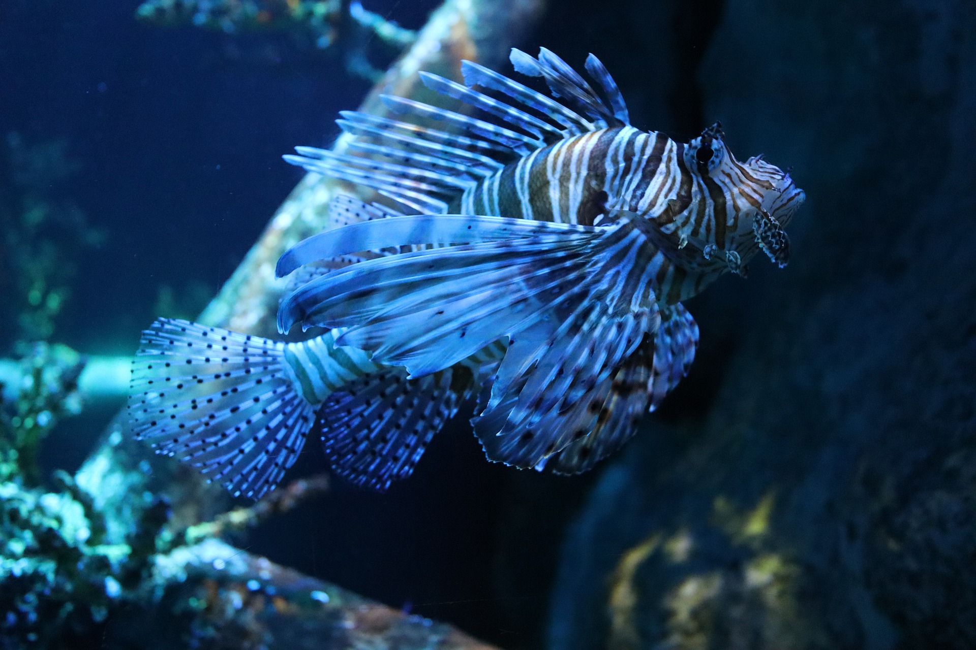 blue fish in tank