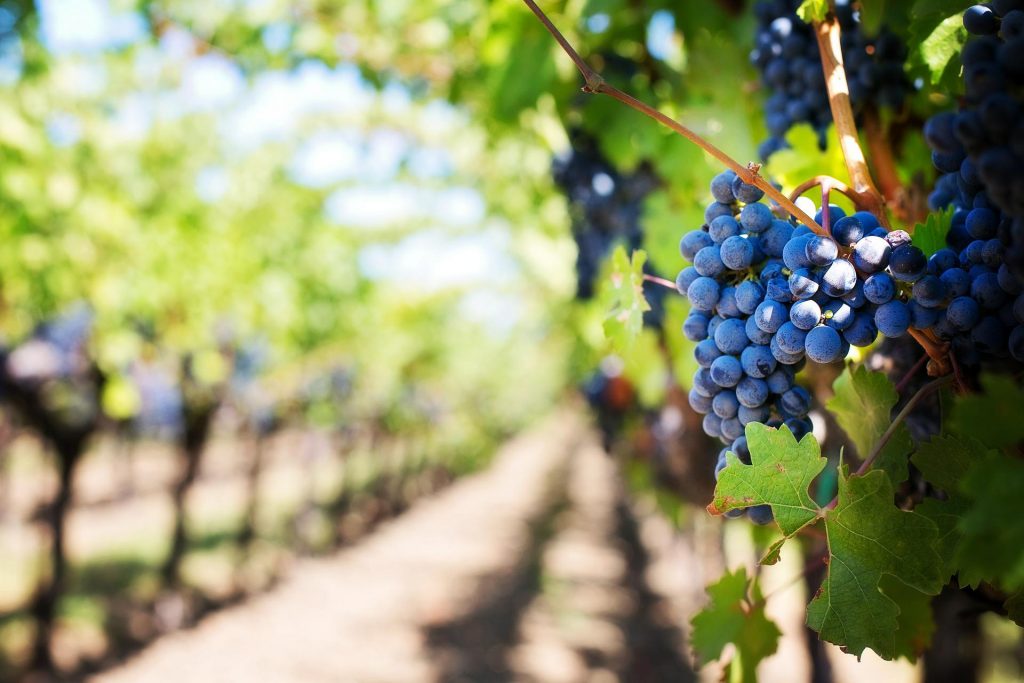 grapes on a vine in a vinyard