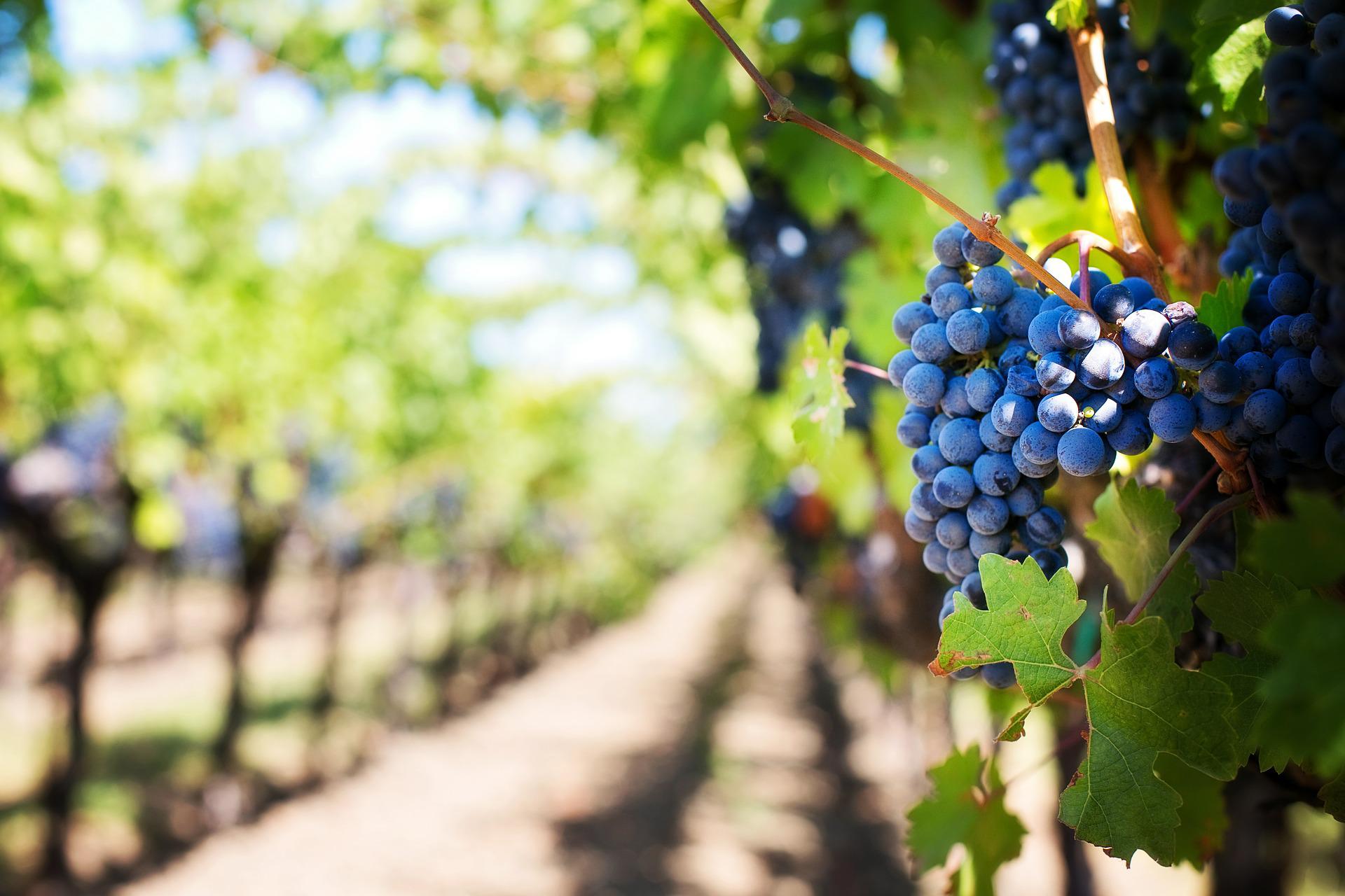 grapes on a vine in a vinyard